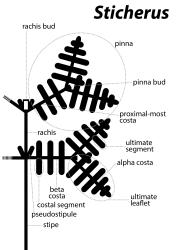 
  Terminology of Gleicheniaceae frond architecture: Sticherus.
 Image: L.R. Perrie © Te Papa 2014 CC BY-NC 3.0 NZ